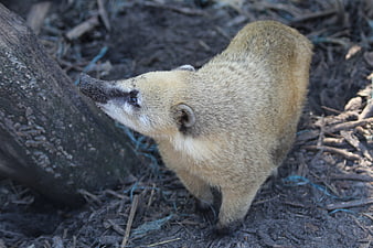 Close-up of a Coati Sniffing a Tree Trunk