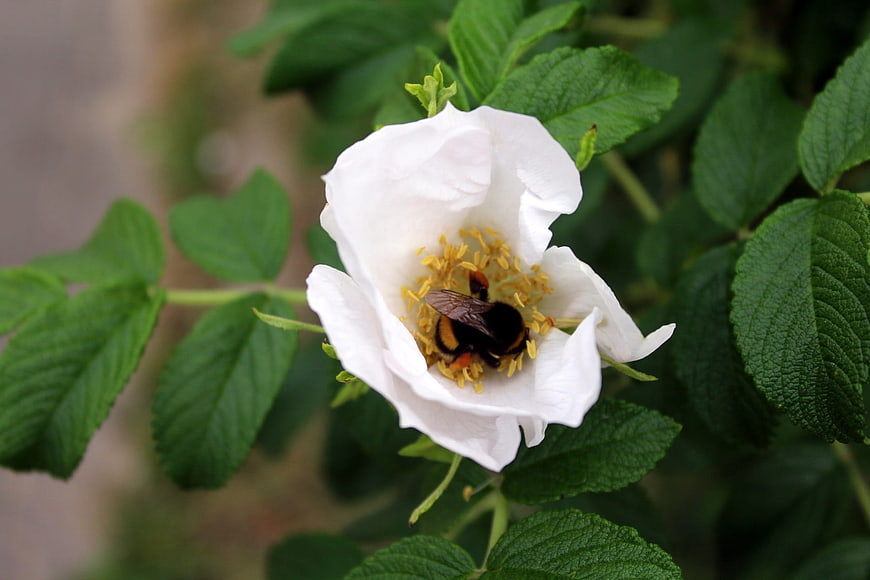 Bumblebee Pollinating White Wild Rose in Garden
