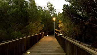 Wooden boardwalk bridge in forest at dusk with street lamp