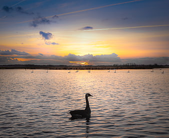 Silhouette of a Goose on Lake at Sunset