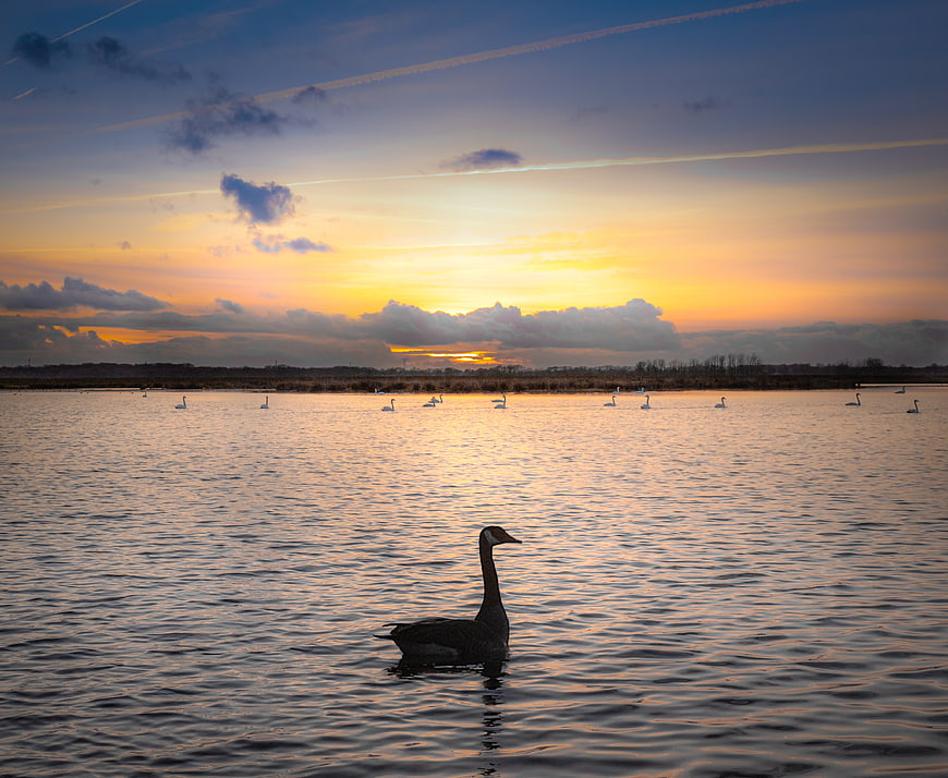 Silhouette of a Goose on Lake at Sunset