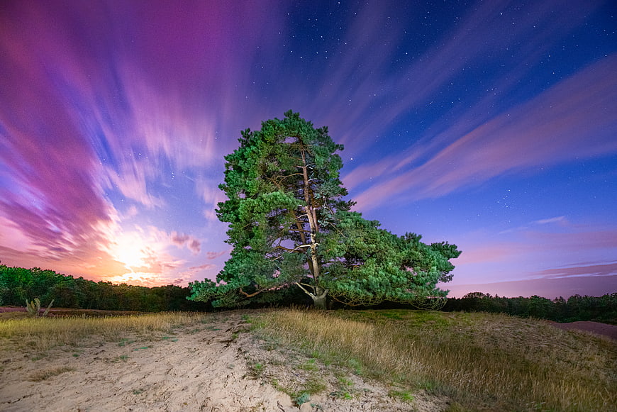 Lone Pine Tree Under Vibrant Purple Aurora Sky