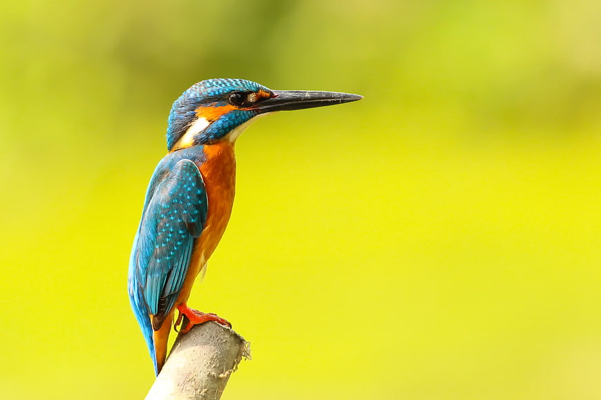 Common Kingfisher Perched on Branch with Green Bokeh Background