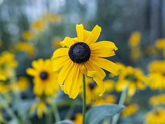 Close-up of a Yellow Black-eyed Susan Flower in a Garden