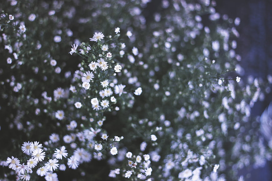 Dreamy White Asters with Soft Blue Bokeh Background