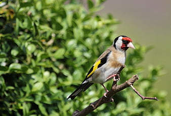 European Goldfinch Perched on Branch in Nature