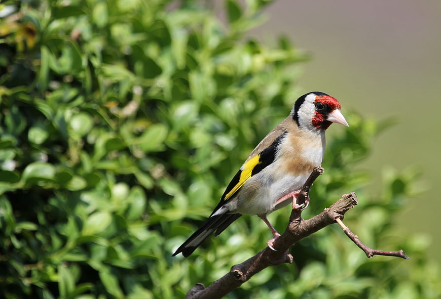 European Goldfinch Perched on Branch in Nature