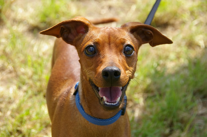 Happy brown dog with blue collar on grass