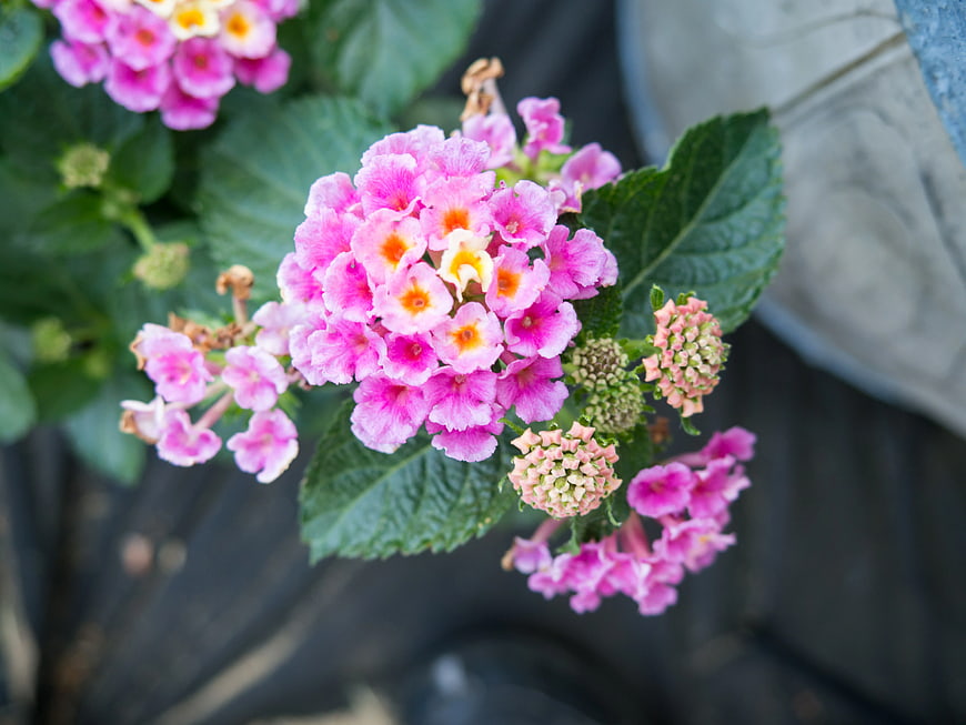 Close-up of vibrant pink Lantana flowers with green leaves