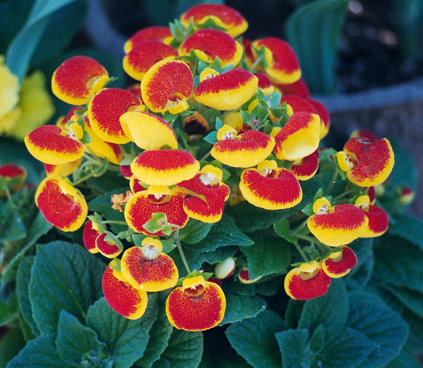 Vibrant Red and Yellow Calceolaria Flowers Close-Up