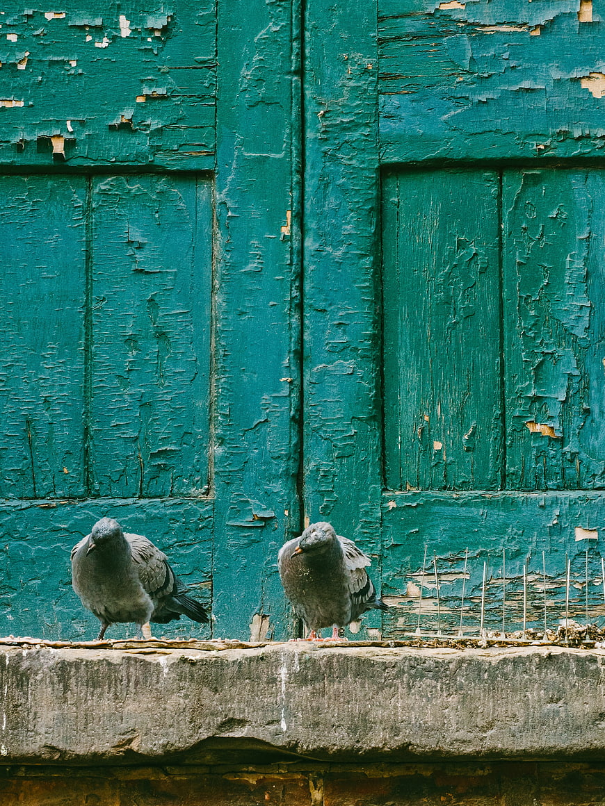 Two pigeons perched on a ledge against a weathered teal wooden door