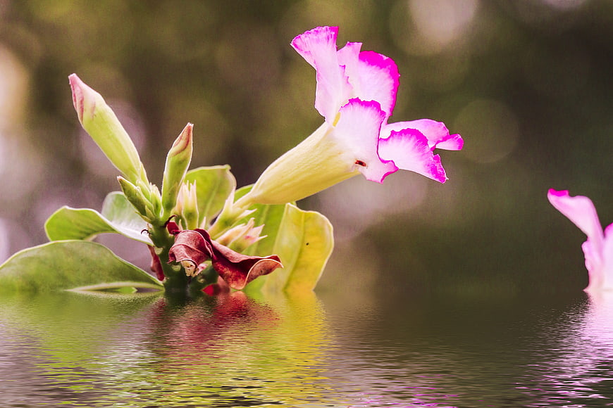 Pink Desert Rose Flower Floating on Water Surface