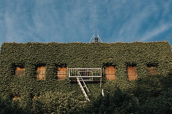Ivy-covered building facade with fire escape against blue sky