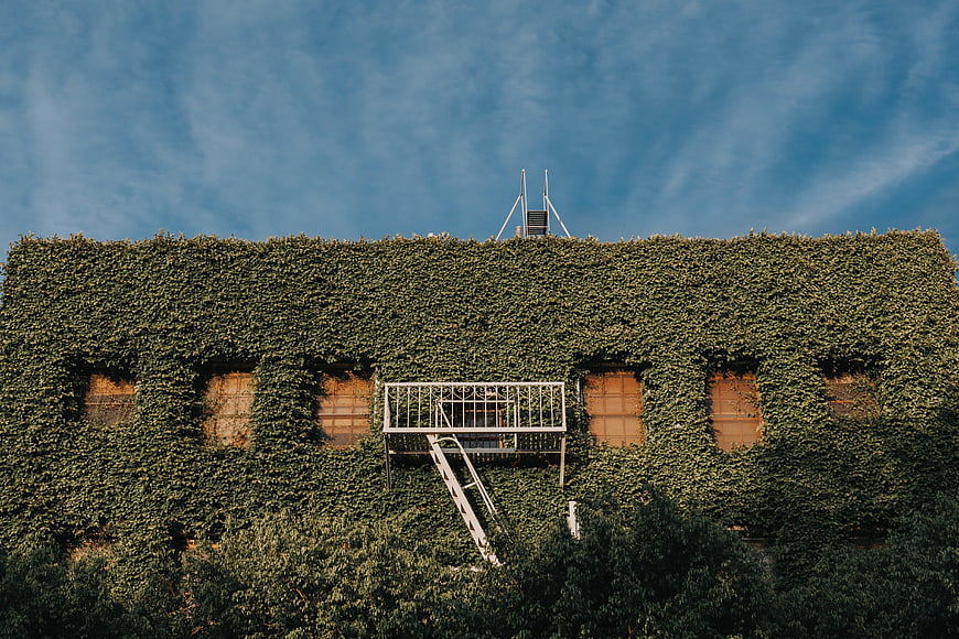 Ivy-covered building facade with fire escape against blue sky