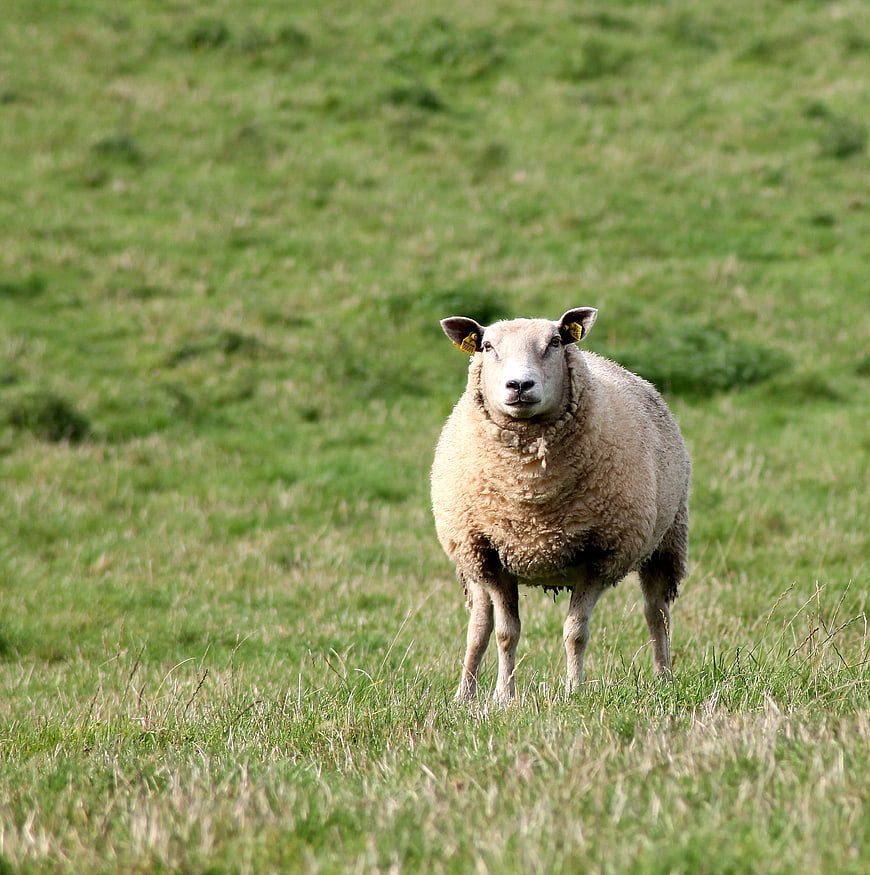 Curious sheep standing in green pasture field