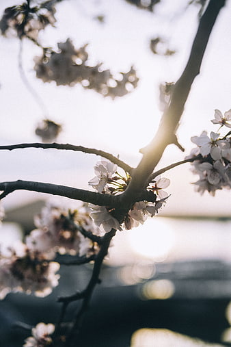 Cherry Blossom Branch Backlit by Soft Sunlight