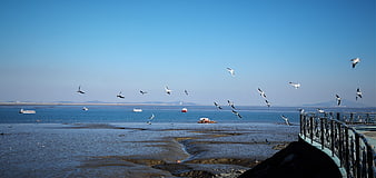 Seagulls Flying Over Coastal Breakwater and Ocean