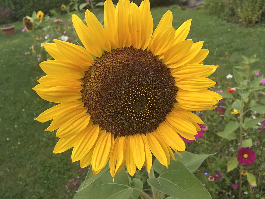 Close-up of a vibrant yellow sunflower in a garden