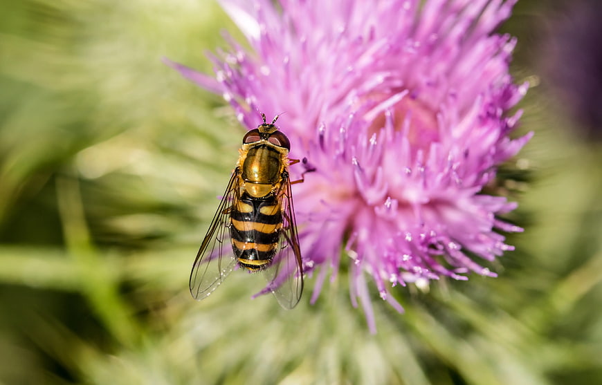 Hoverfly on Purple Thistle Flower Macro