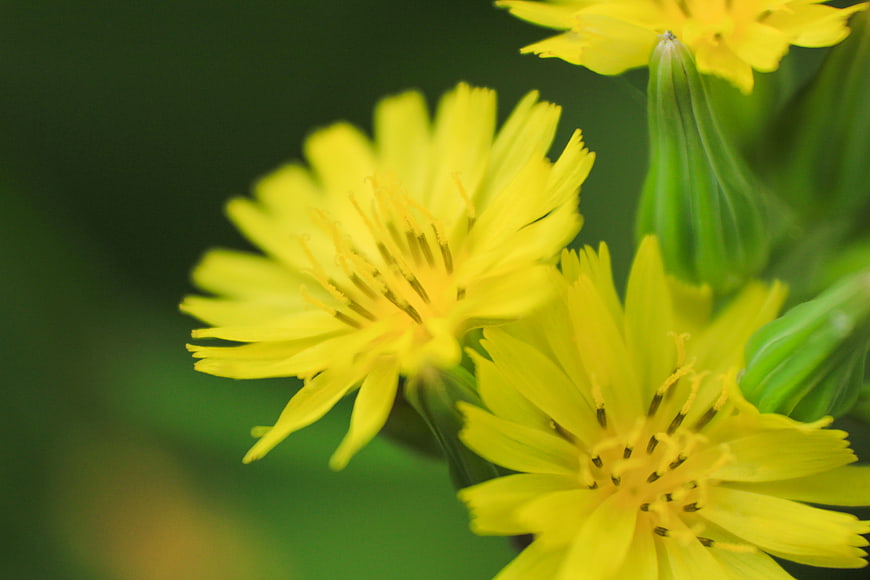 Close-up of yellow wildflowers with green blurred background