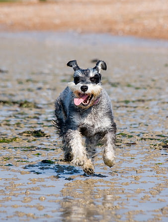 Happy Miniature Schnauzer Running On Wet Sandy Beach