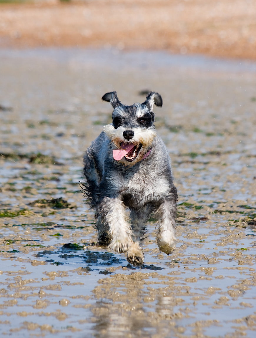 Happy Miniature Schnauzer Running On Wet Sandy Beach