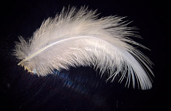 White down feather on dark background