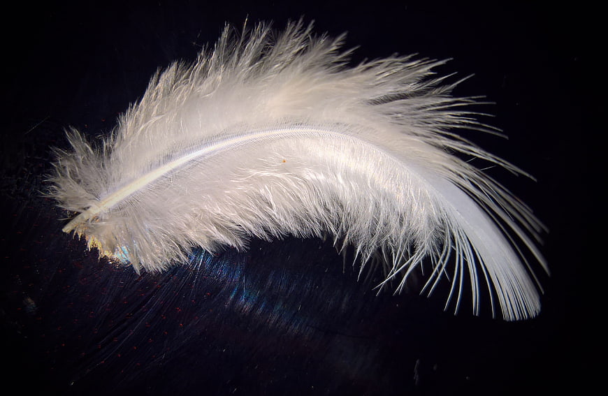 White down feather on dark background