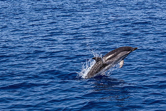 Dolphin Leaping Out of Blue Ocean Water