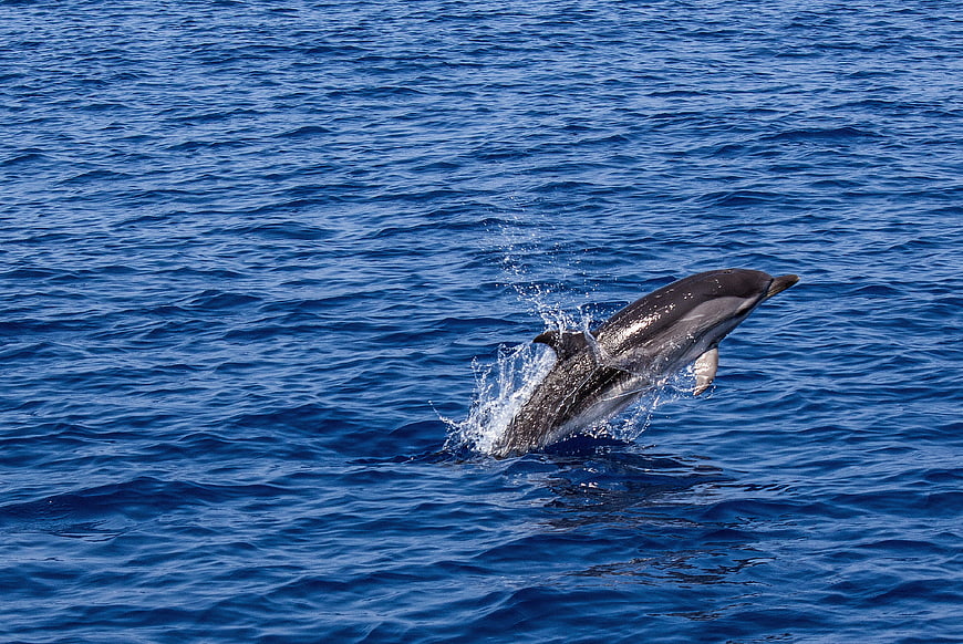 Dolphin Leaping Out of Blue Ocean Water