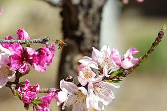 Honeybee Pollinating Pink and White Blossoms on Branch