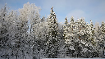 Snow-covered winter forest with blue sky background