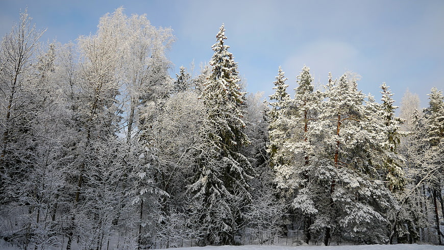 Snow-covered winter forest with blue sky background