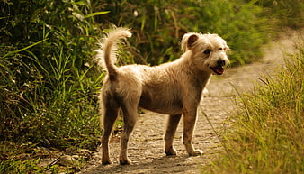 Happy scruffy terrier dog standing on a dirt path in nature