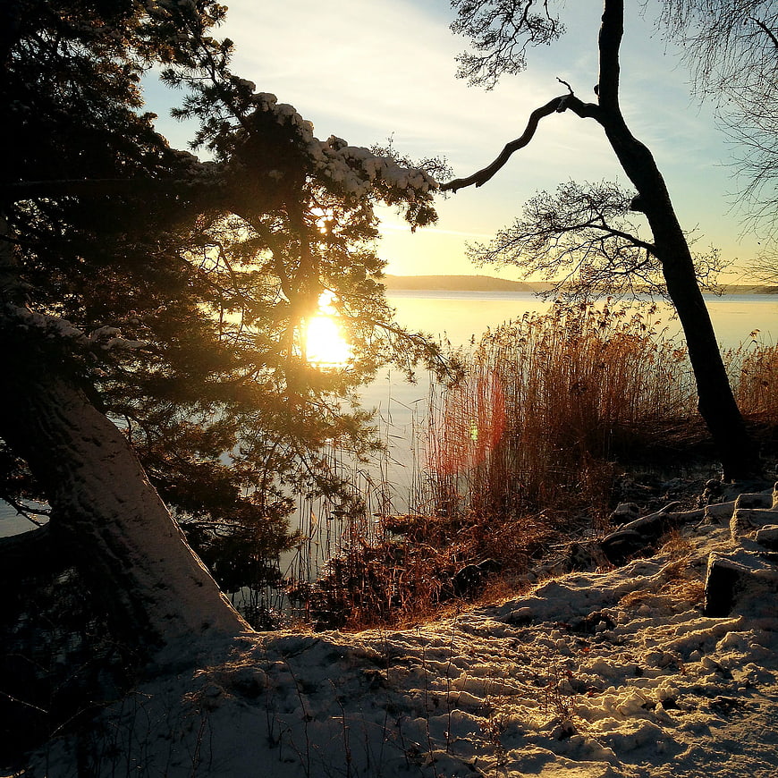 Sunset Through Snowy Pine Trees by Frozen Lake