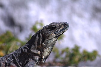 Close-up of a Black Iguana Head in Nature