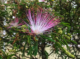 Pink Silk Tree Flower Close-Up with Green Foliage
