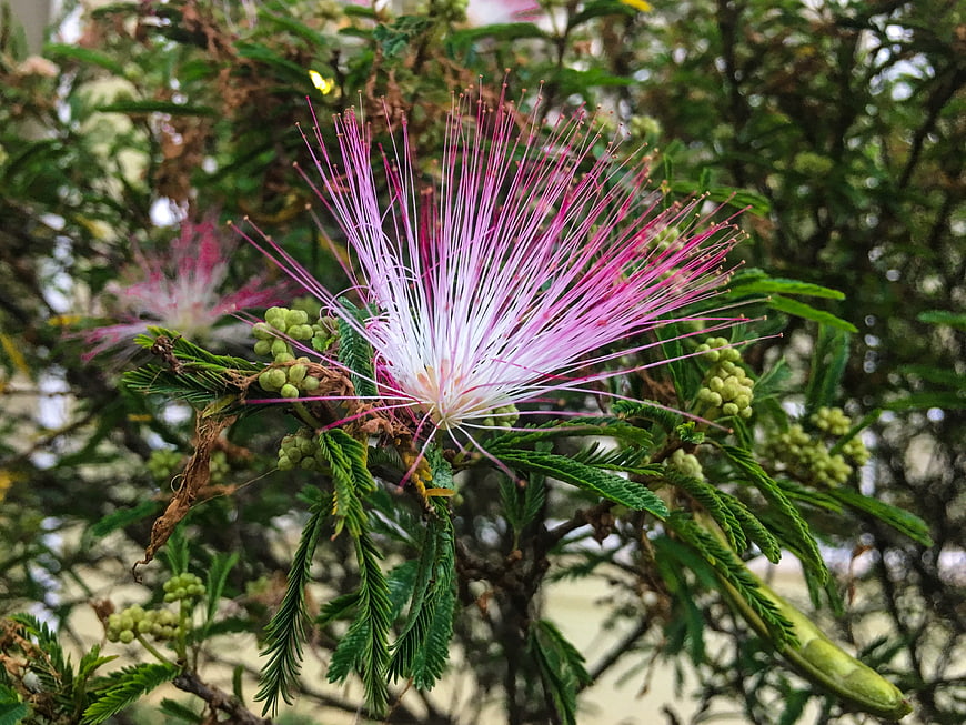Pink Silk Tree Flower Close-Up with Green Foliage