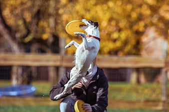 Happy Dog Jumping to Catch Yellow Frisbee in Autumn