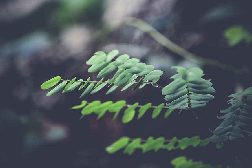 Close-up of green fern leaves with water droplets on blurred background