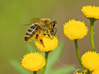 Honey Bee Pollinating Yellow Tansy Flower Close Up