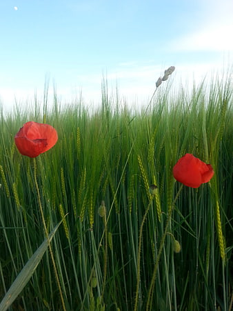 Red Poppies Blooming in Green Wheat Field