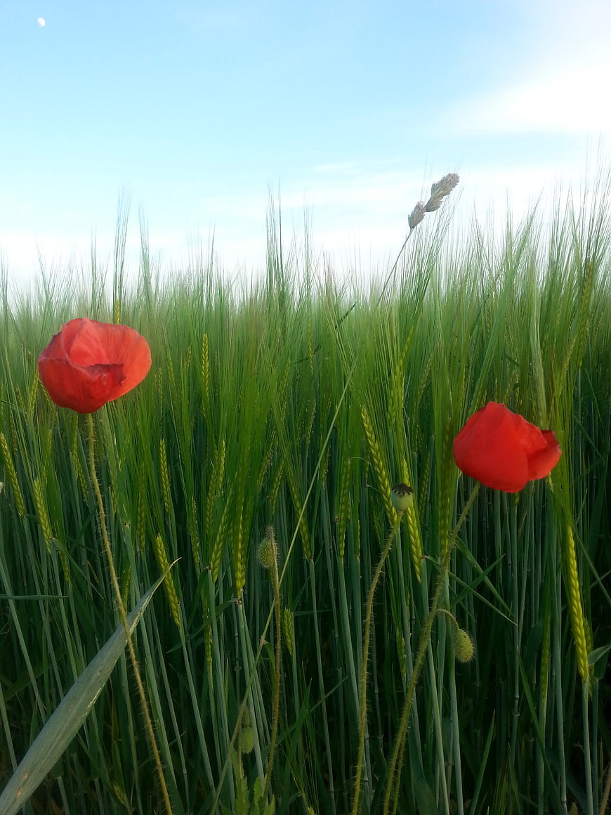 Red Poppies Blooming in Green Wheat Field