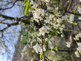 White Cherry Blossoms on Branch in Spring