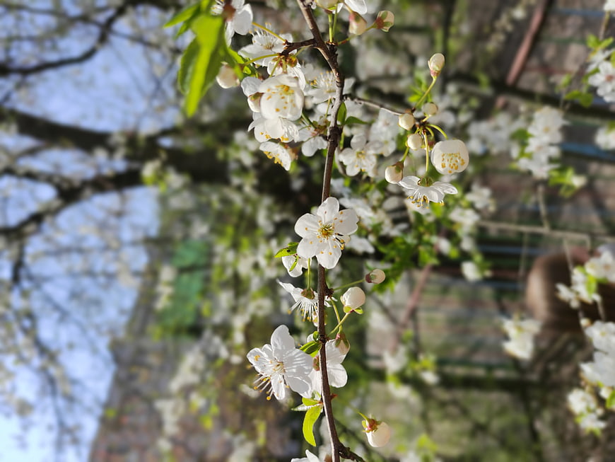 White Cherry Blossoms on Branch in Spring