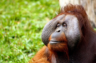 Close-up portrait of a male orangutan with prominent cheek pads