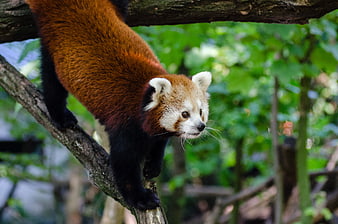 Cute Red Panda Climbing Tree Branch in Forest