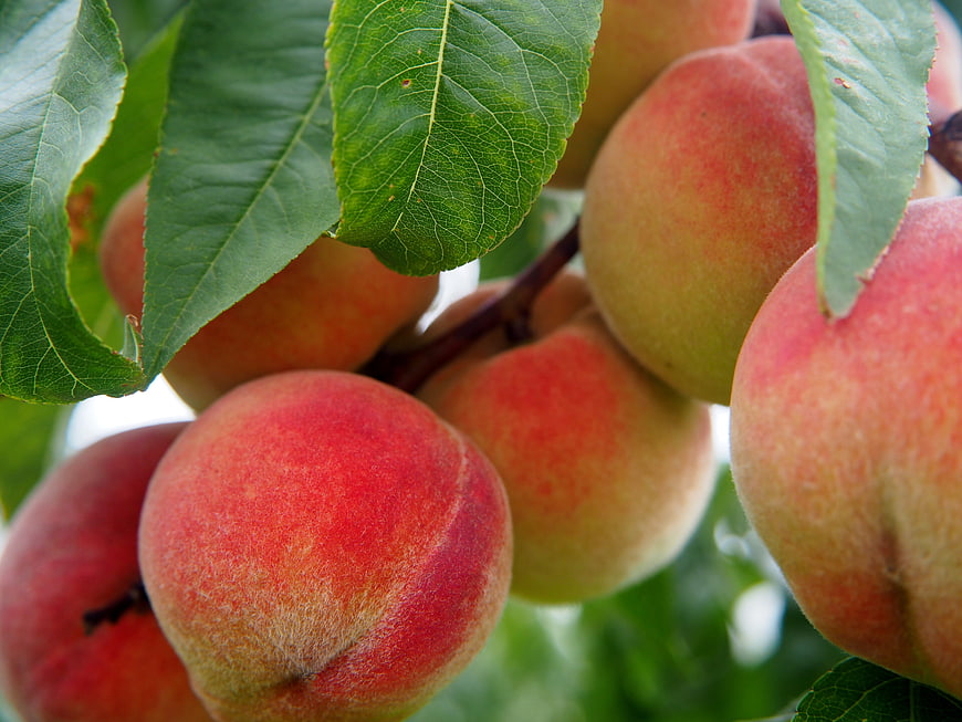 Ripe Peaches Hanging on Tree Branch with Green Leaves