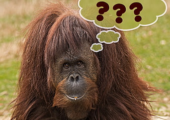 Orangutan with Question Mark Thought Bubble