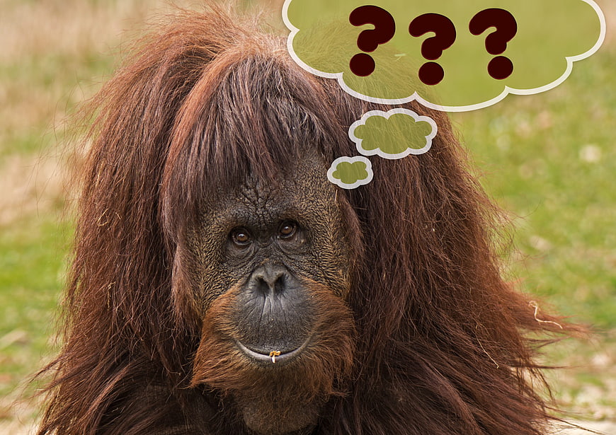 Orangutan with Question Mark Thought Bubble